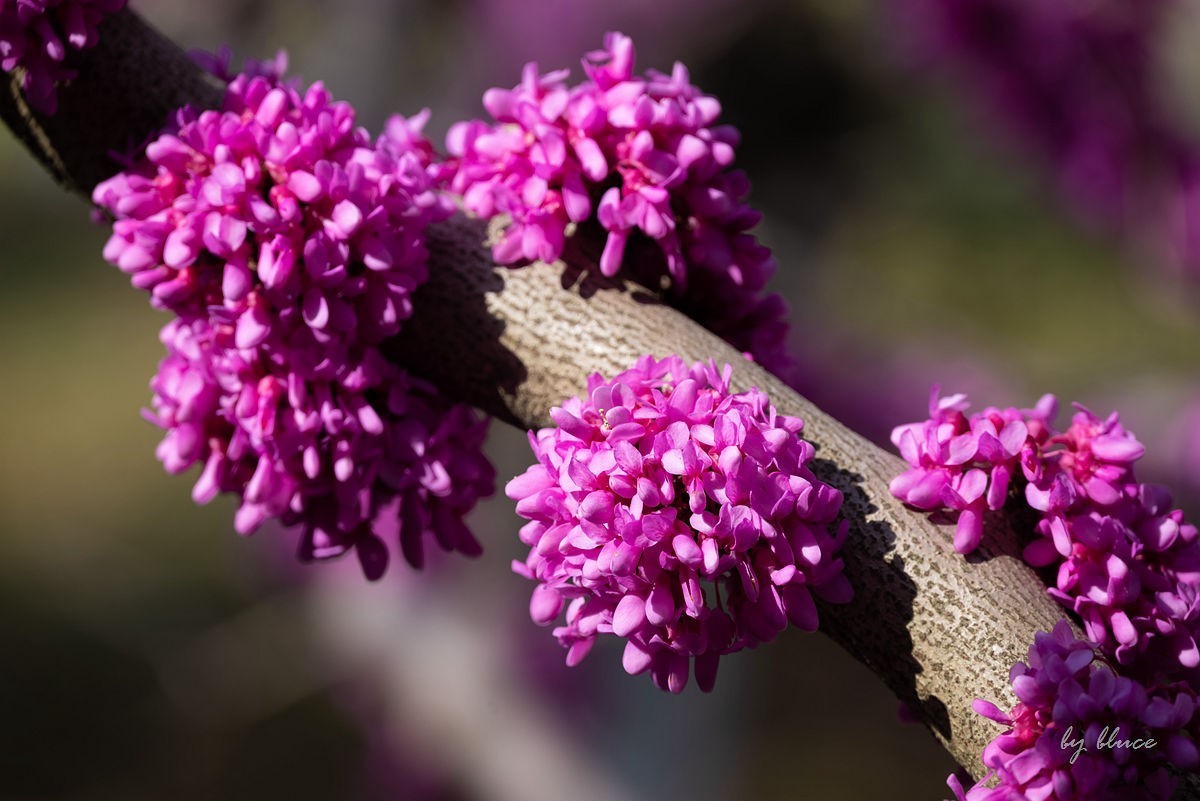 苏州植物园掠影（4）
