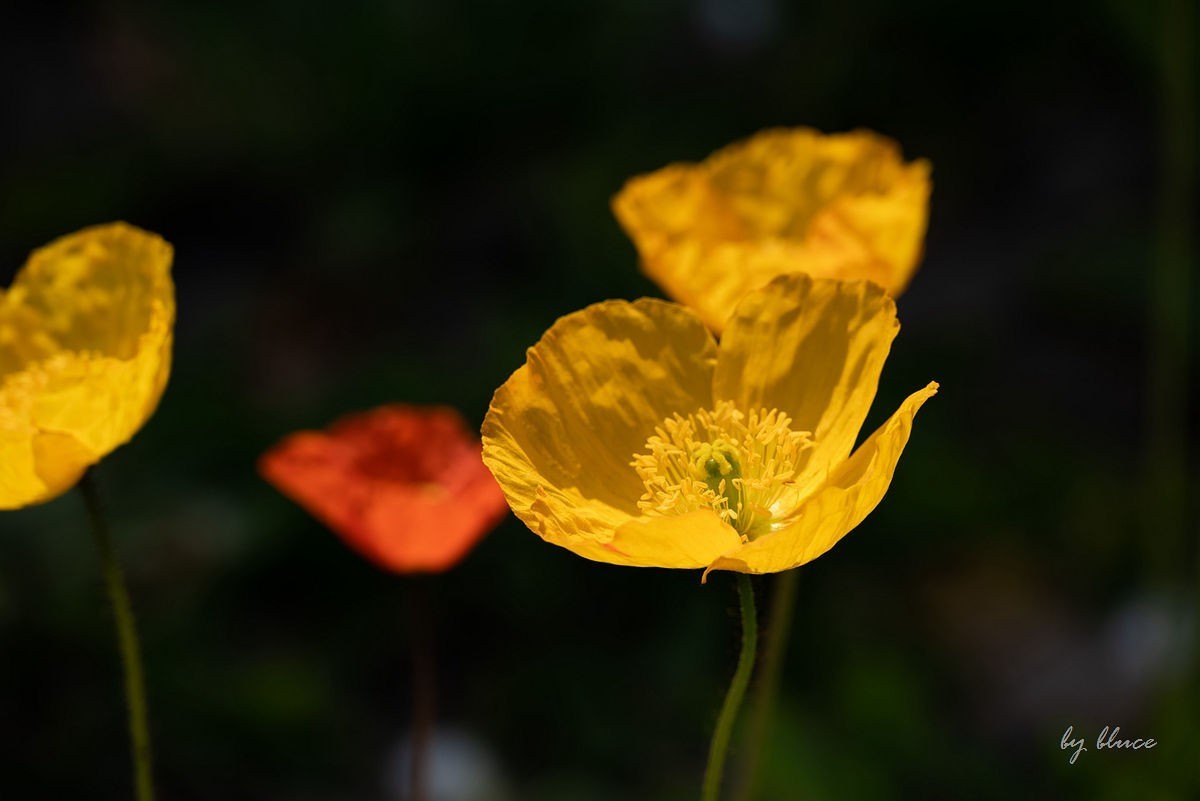 苏州植物园掠影（4）