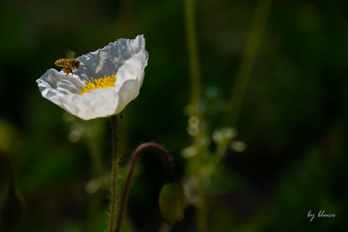 苏州植物园掠影（4）