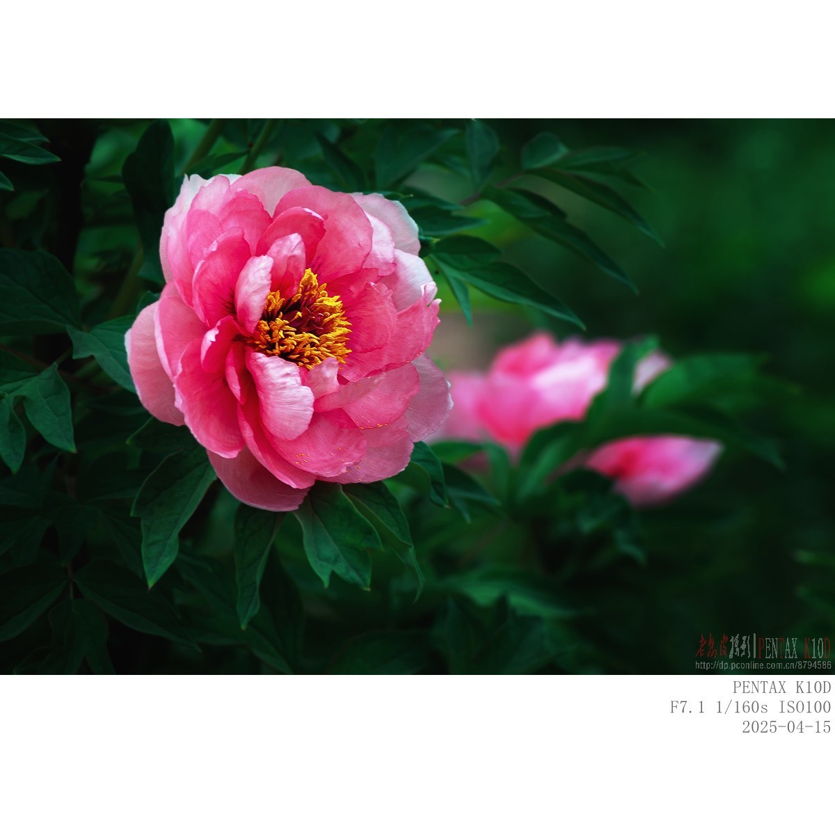 今年牡丹开得早败得快