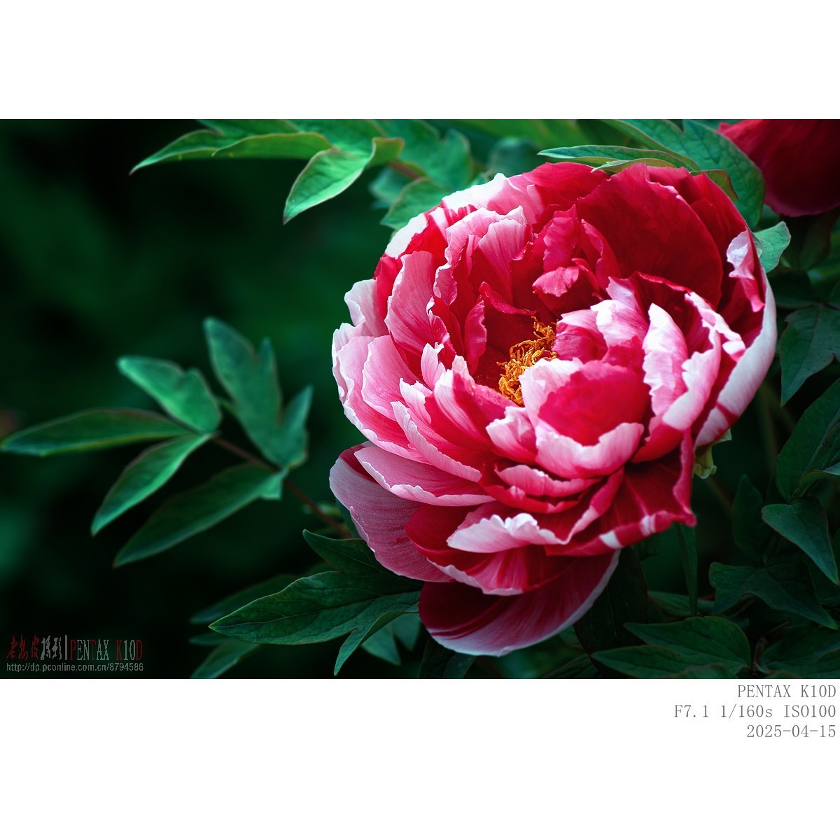 今年牡丹开得早败得快