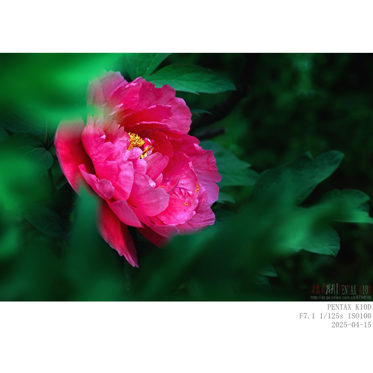 今年牡丹开得早败得快