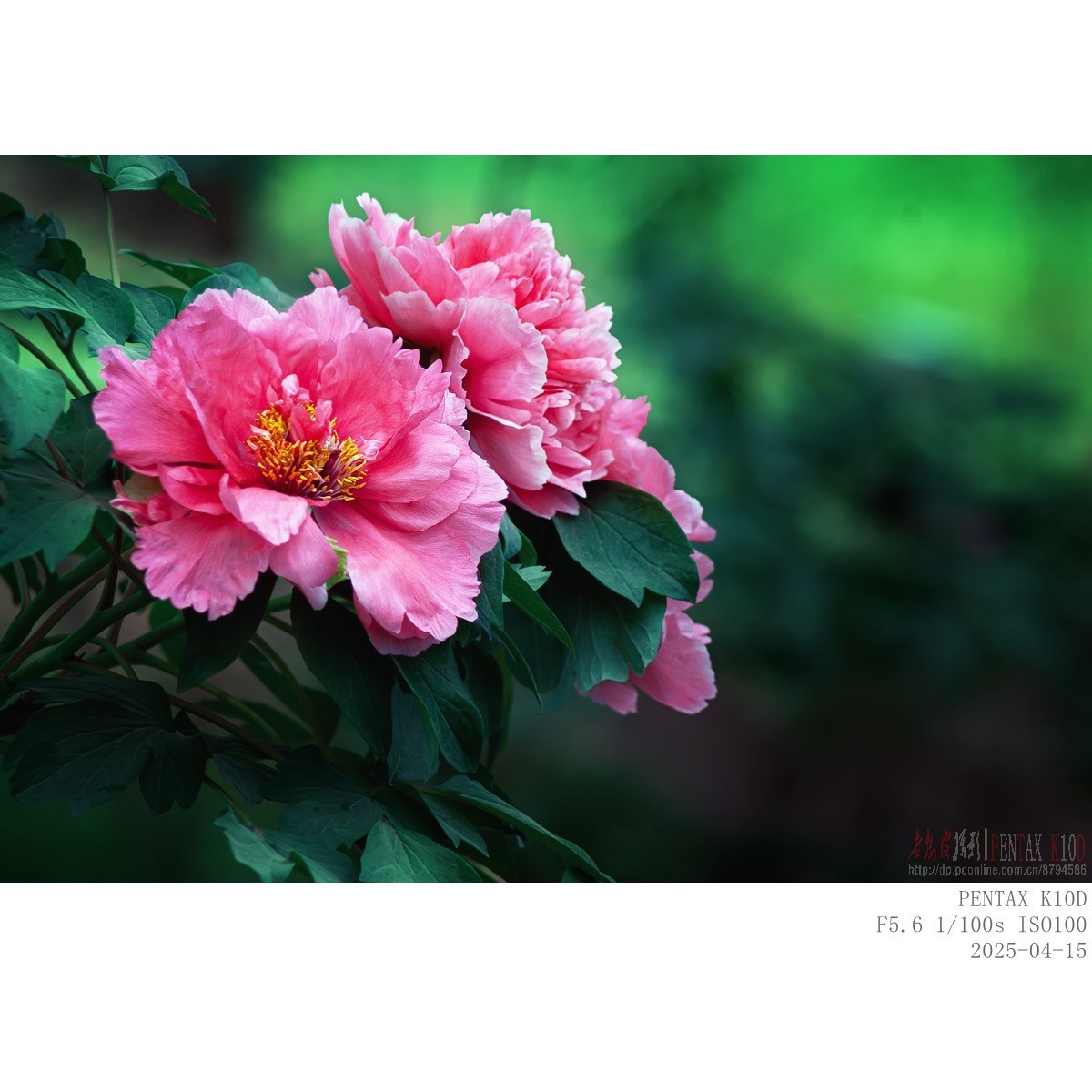 今年牡丹开得早败得快