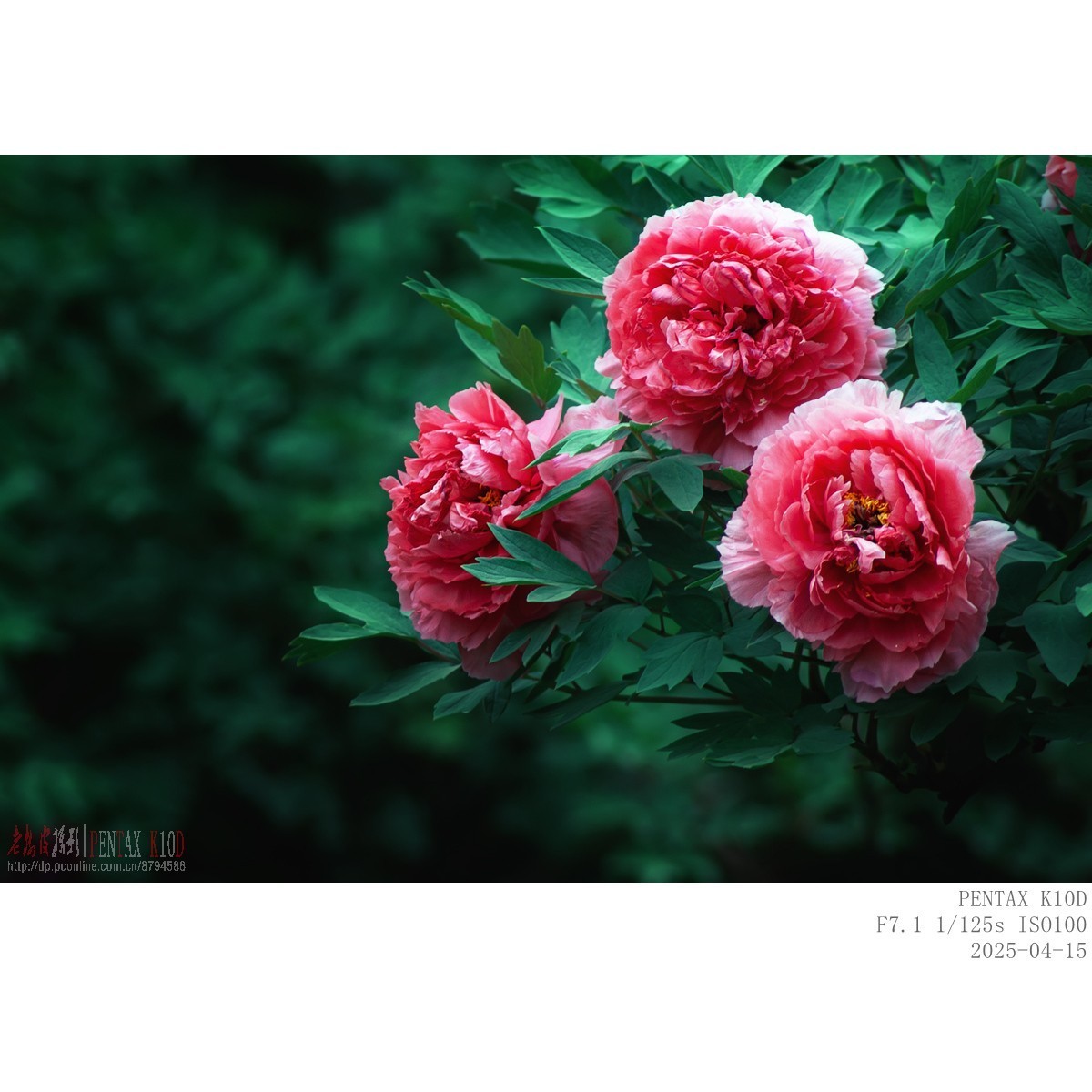 今年牡丹开得早败得快