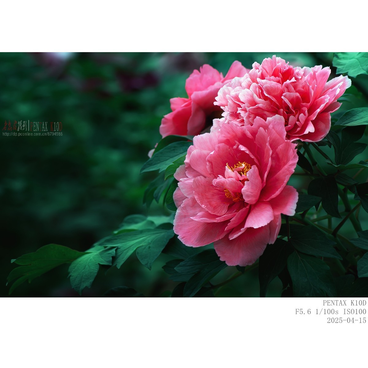 今年牡丹开得早败得快