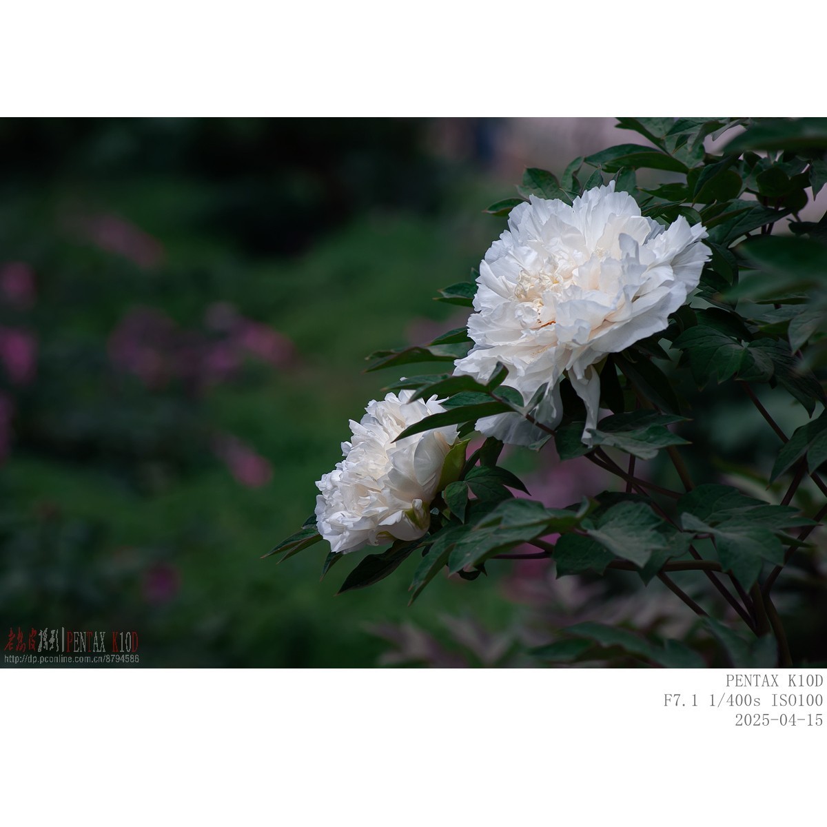 今年牡丹开得早败得快