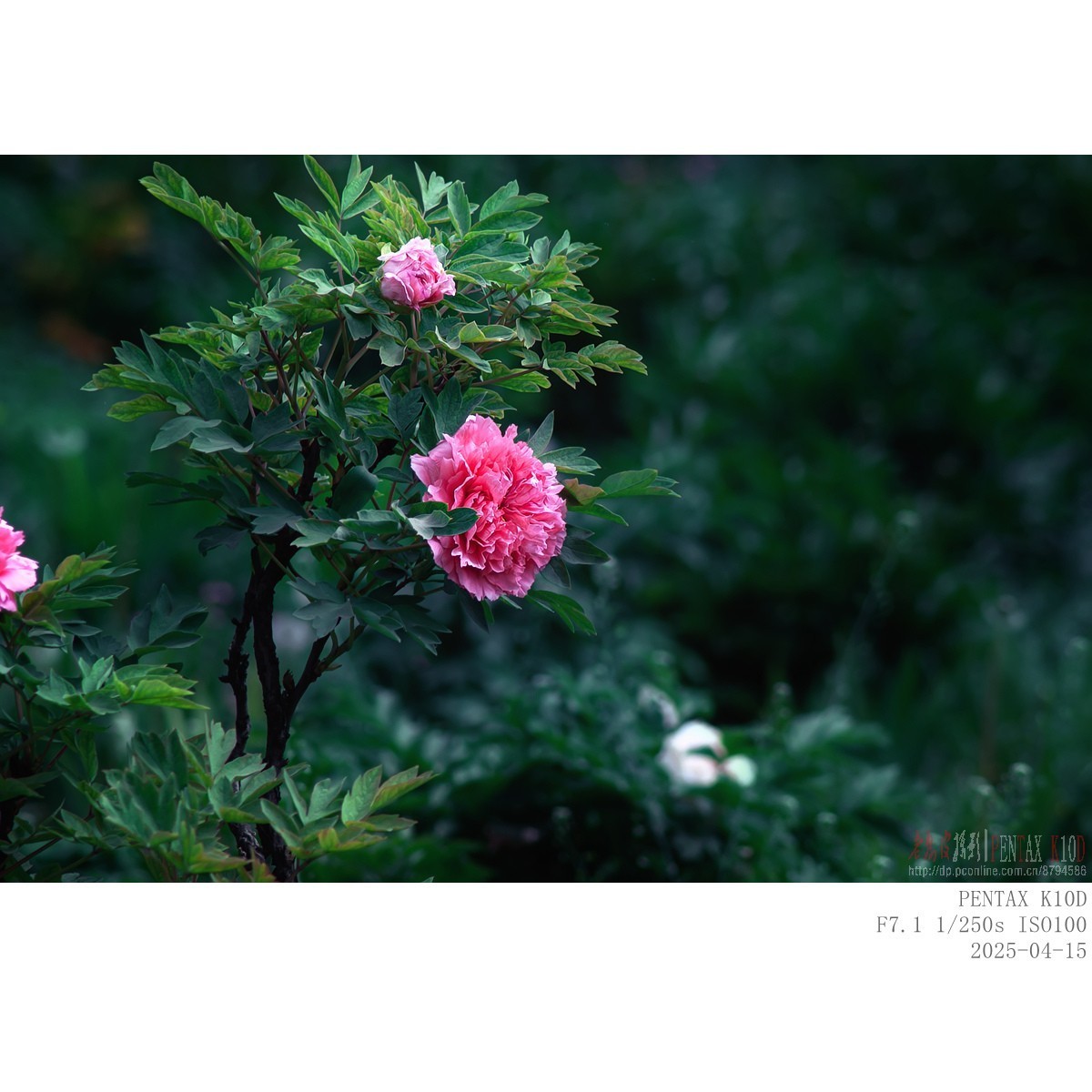 今年牡丹开得早败得快