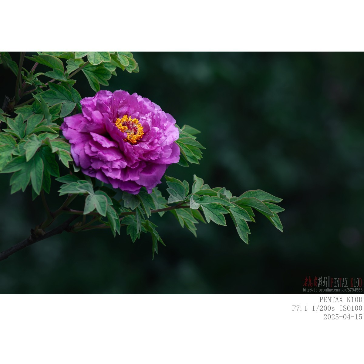 今年牡丹开得早败得快