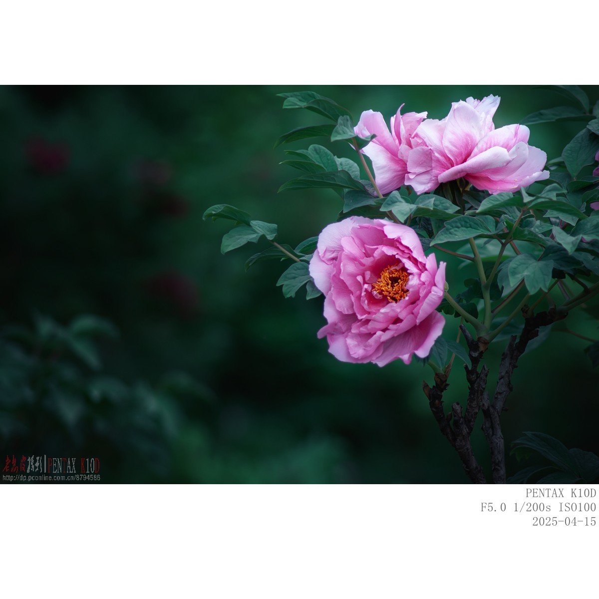 今年牡丹开得早败得快