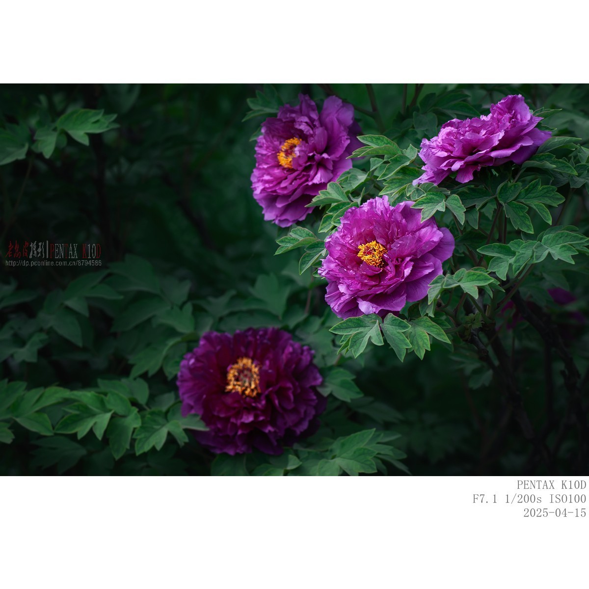 今年牡丹开得早败得快