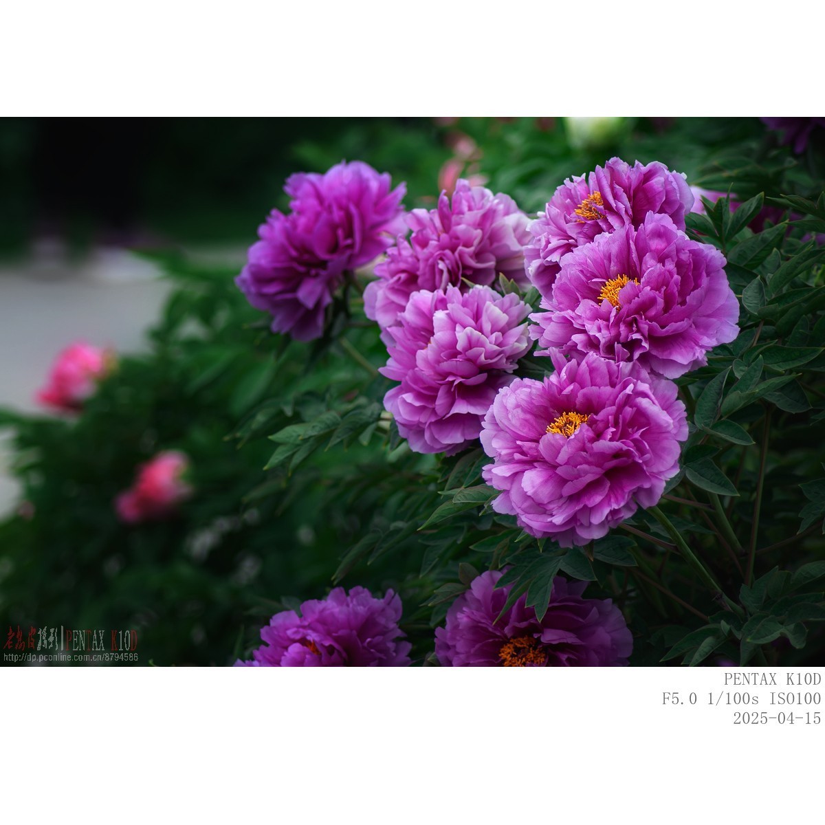 今年牡丹开得早败得快