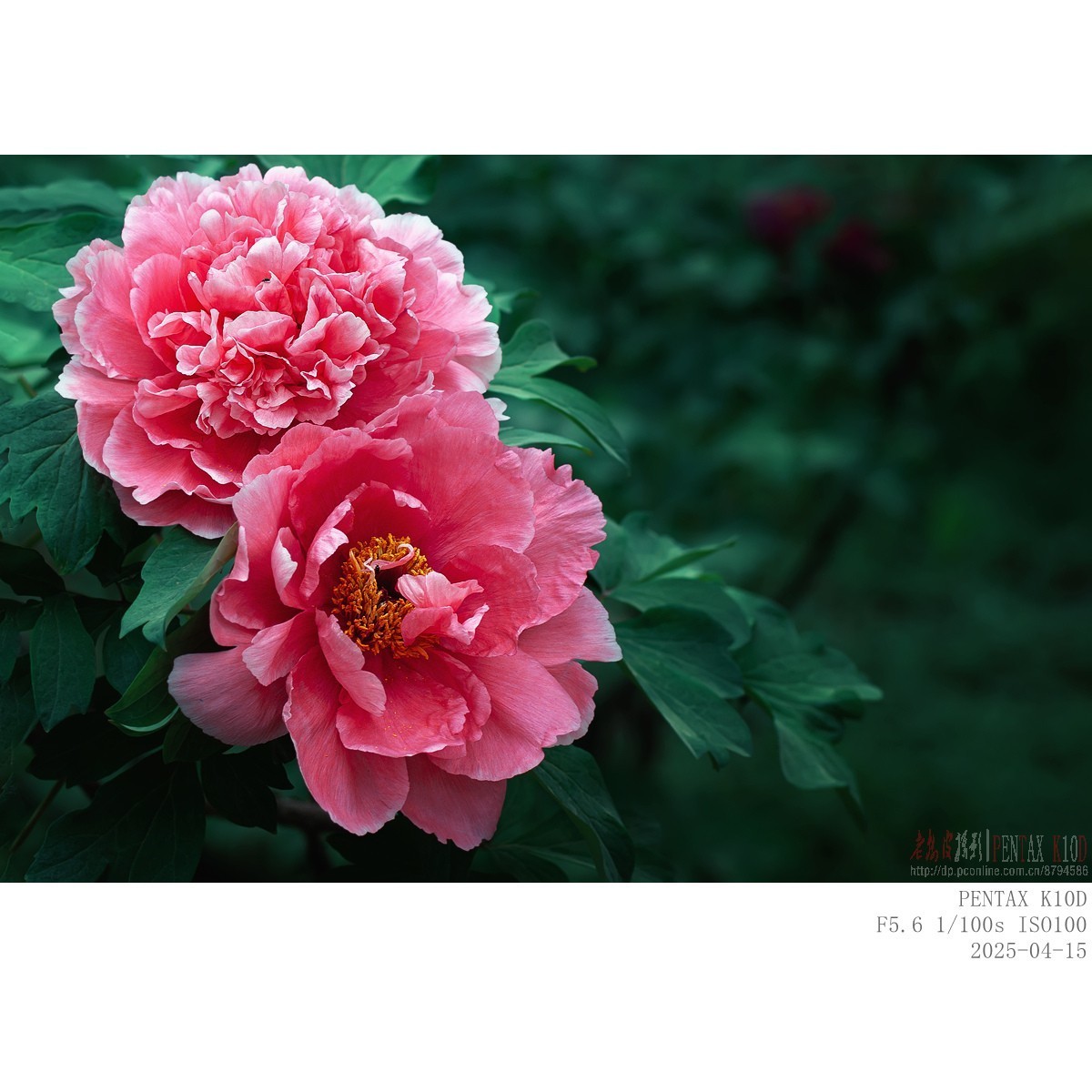 今年牡丹开得早败得快