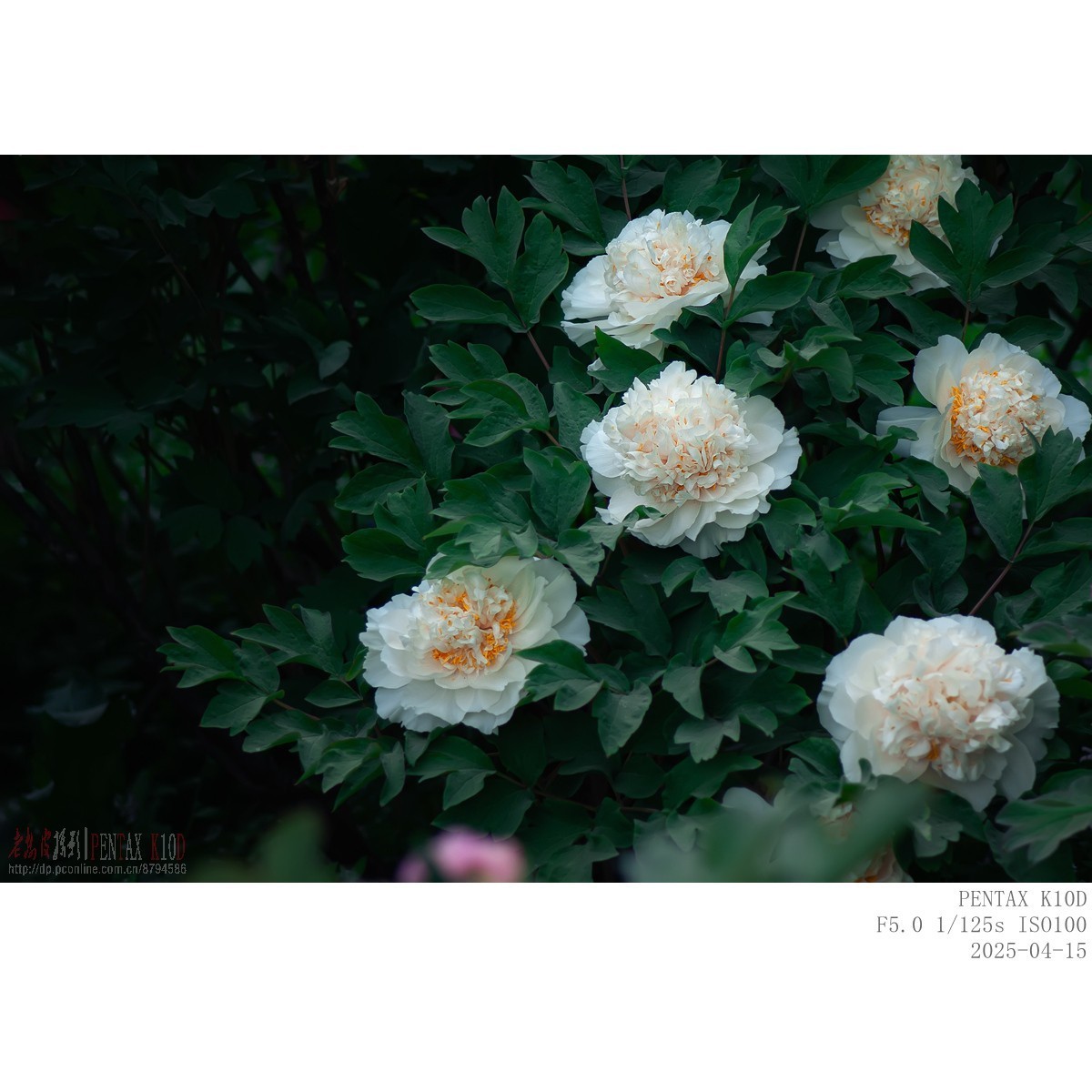 今年牡丹开得早败得快