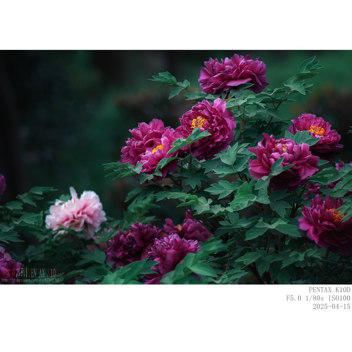 今年牡丹开得早败得快