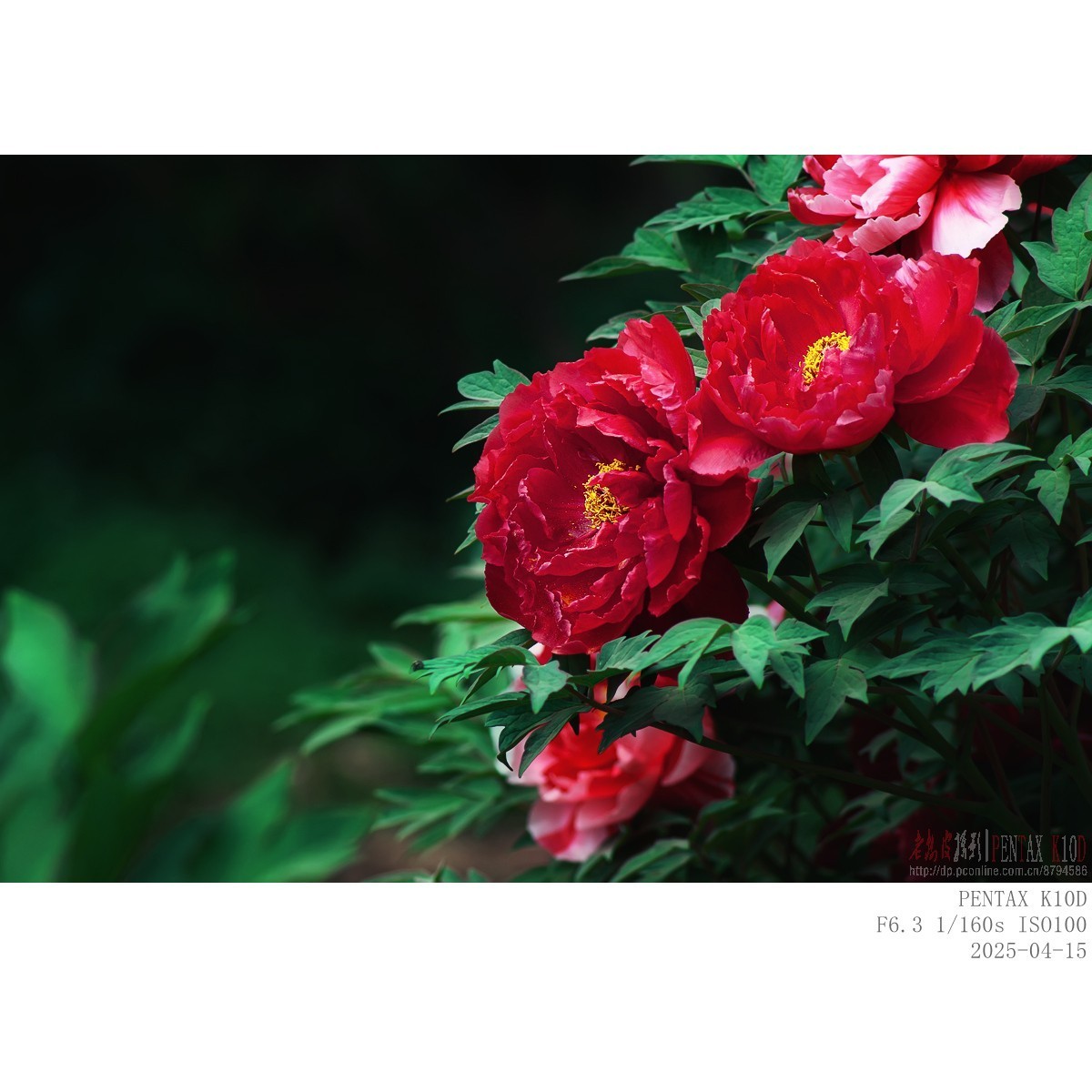 今年牡丹开得早败得快