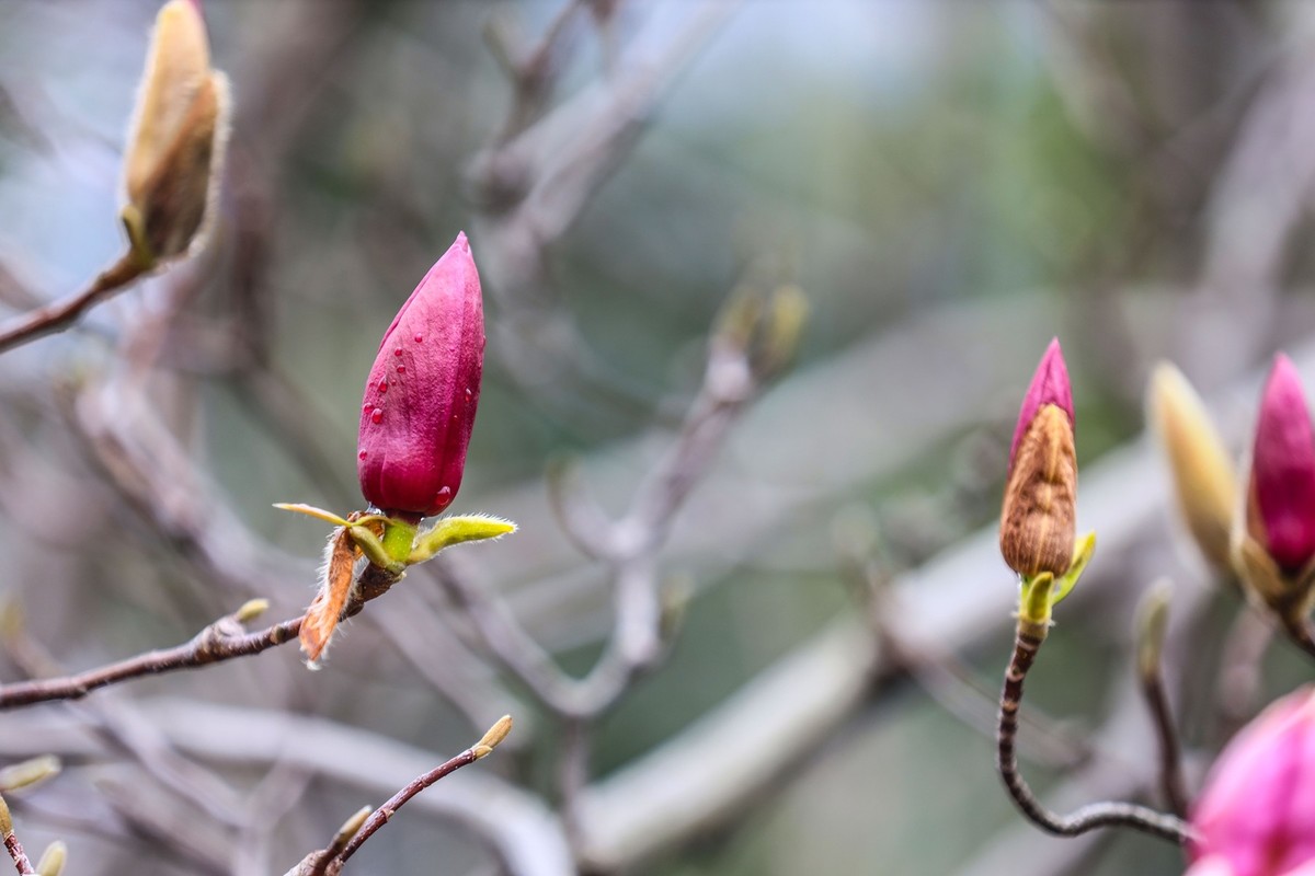 含苞待放的紫玉兰