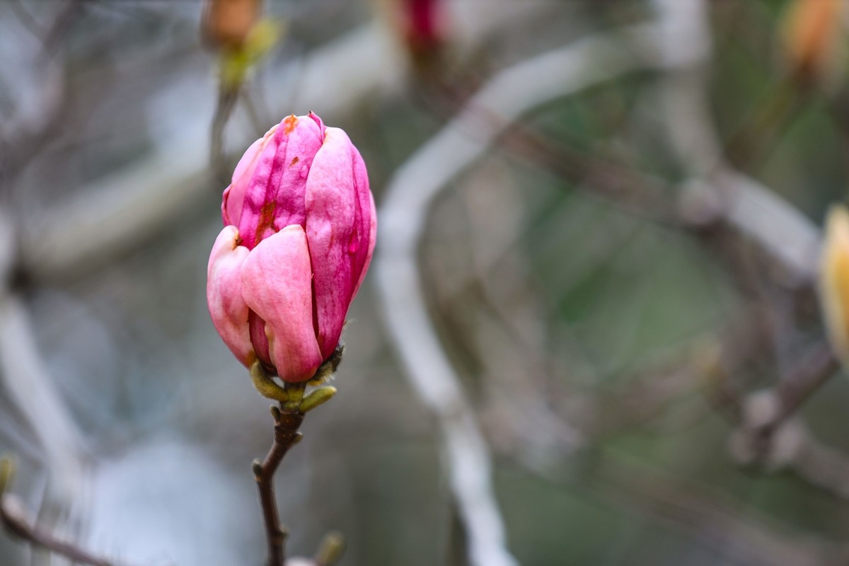 含苞待放的紫玉兰