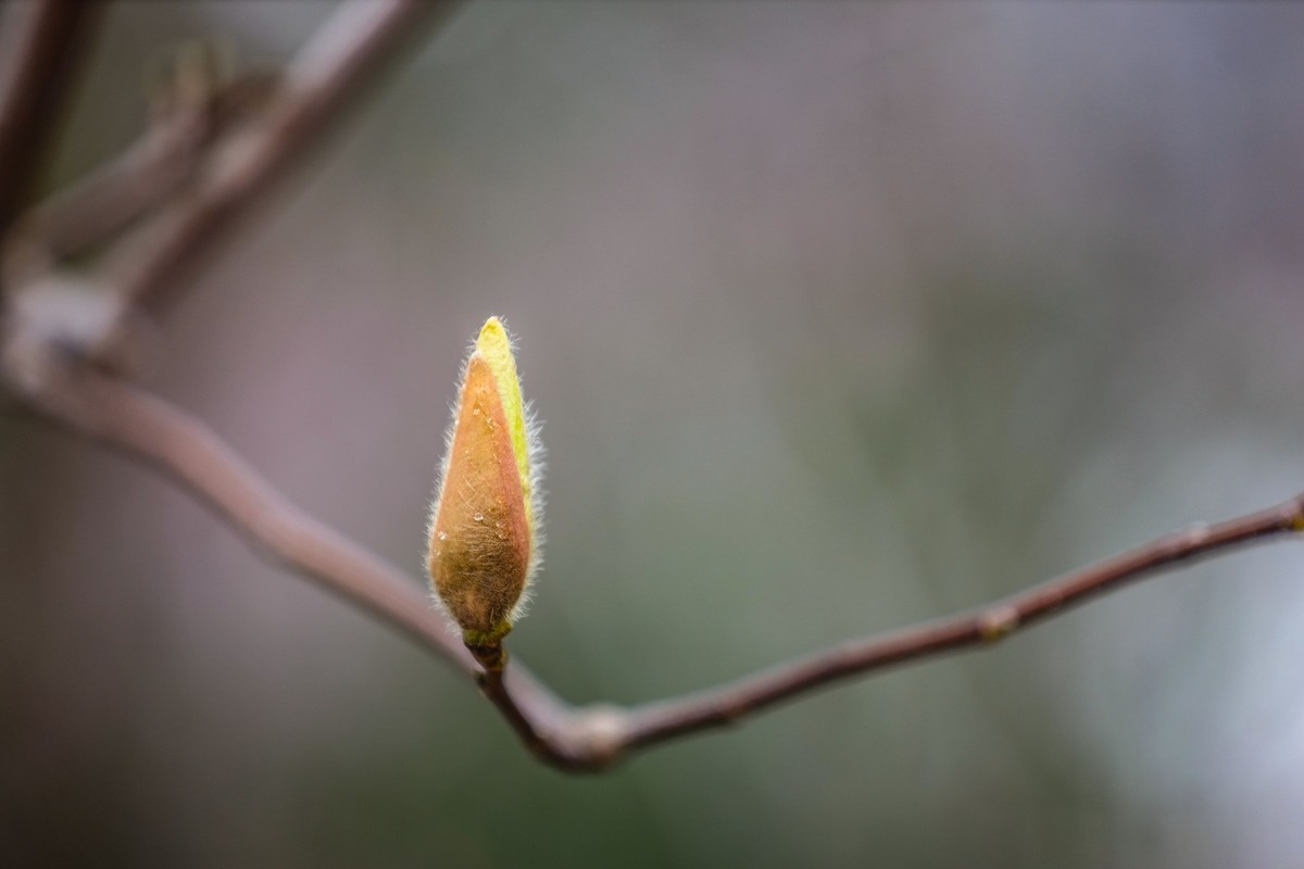 含苞待放的紫玉兰