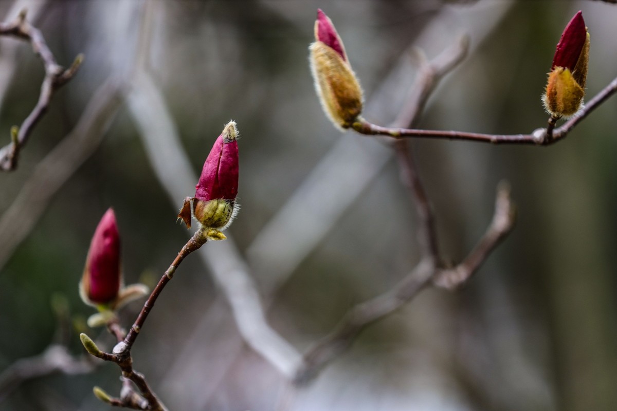 含苞待放的紫玉兰