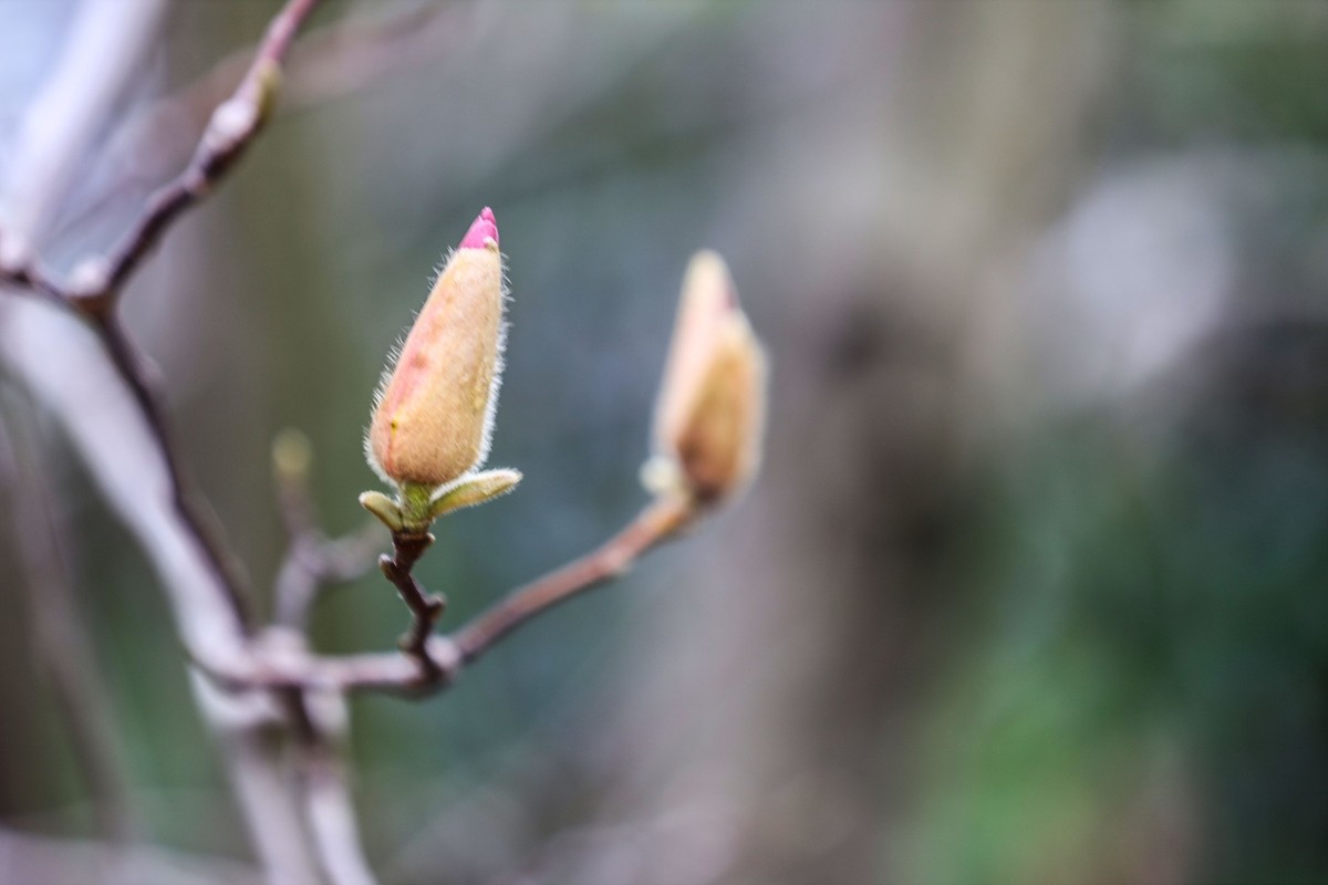 含苞待放的紫玉兰