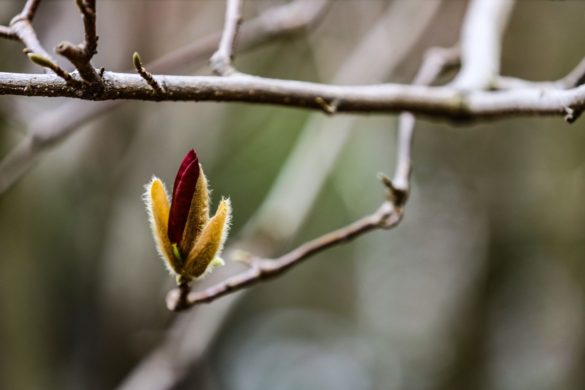 含苞待放的紫玉兰