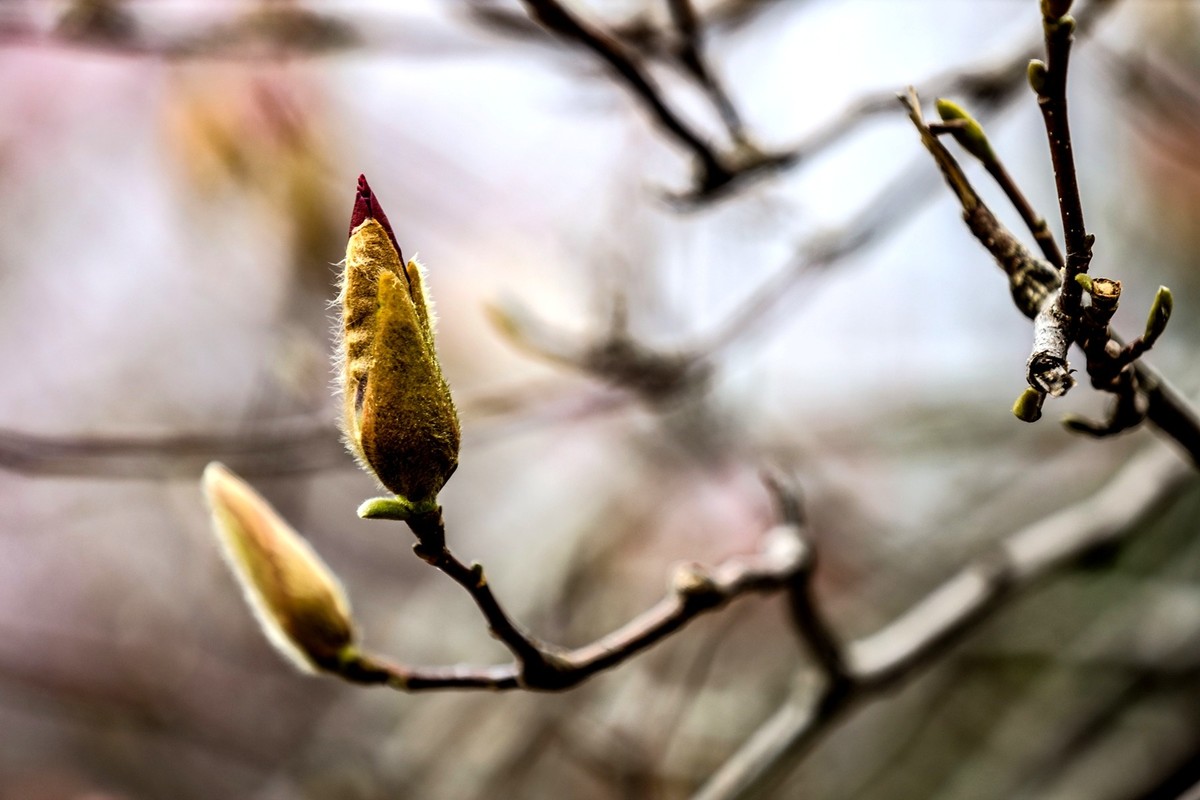 含苞待放的紫玉兰