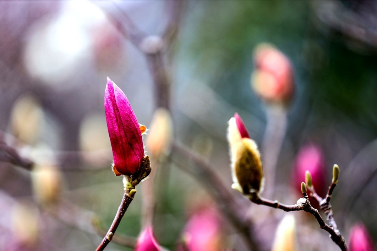 含苞待放的紫玉兰