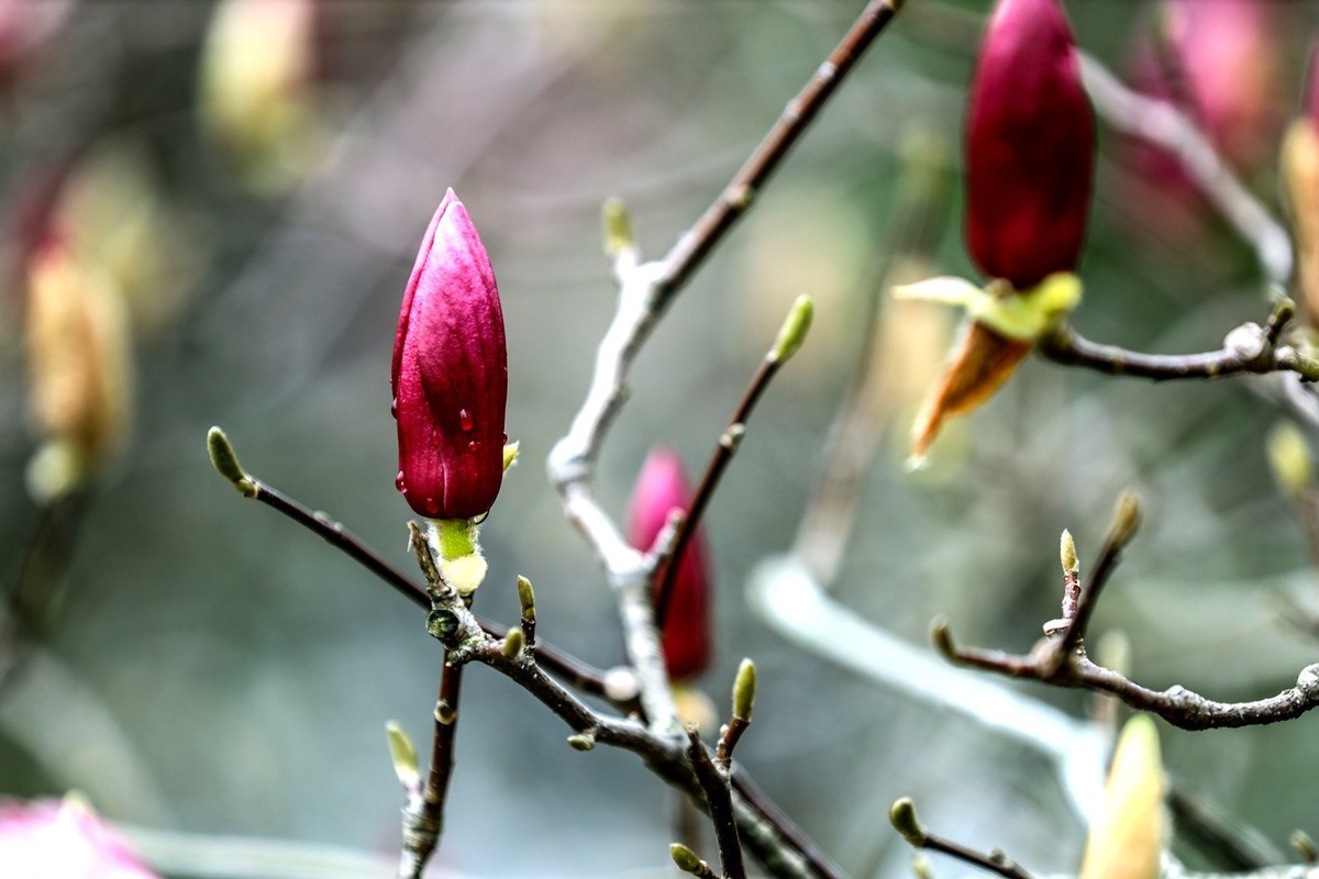 含苞待放的紫玉兰