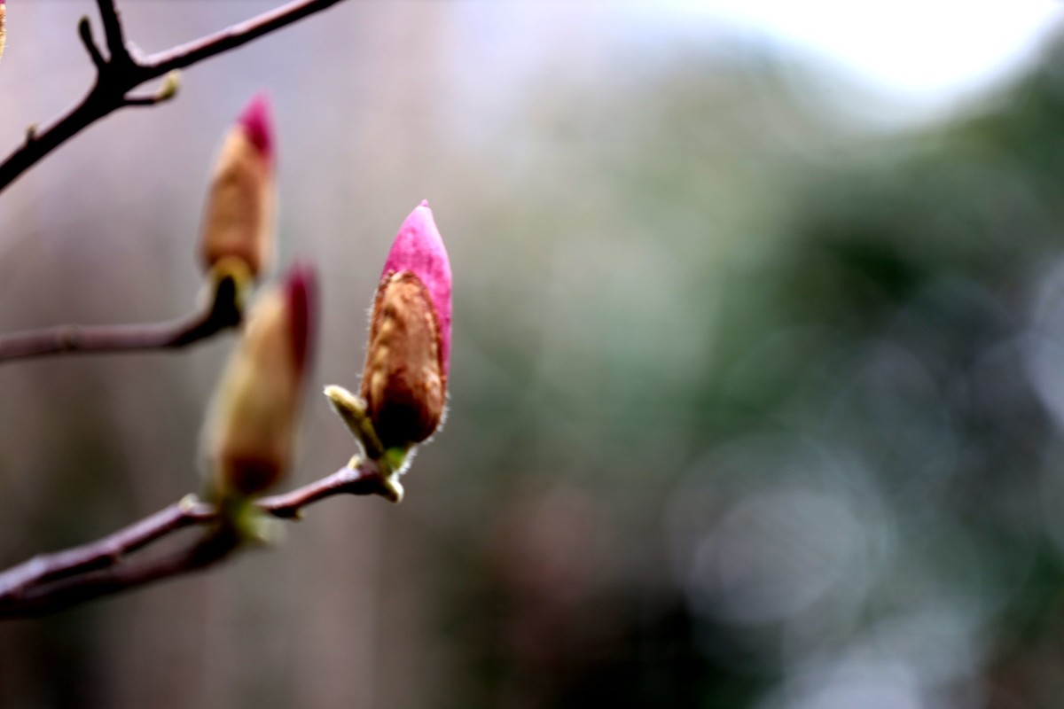 含苞待放的紫玉兰