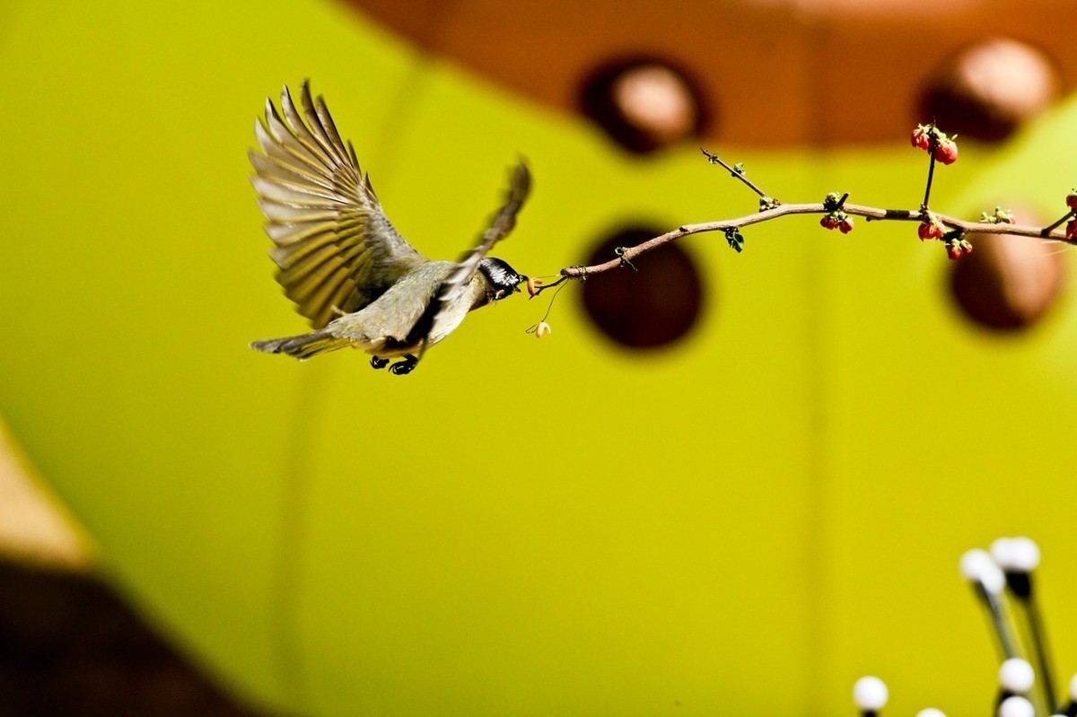 春游偶得——公园打鸟