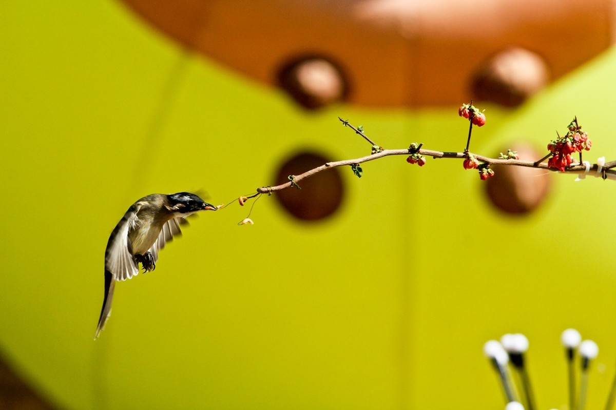 春游偶得——公园打鸟