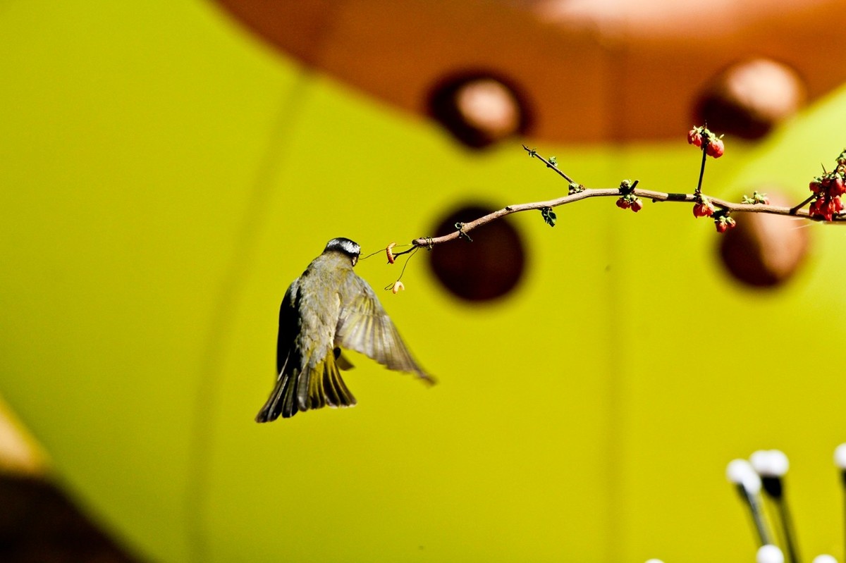 春游偶得——公园打鸟