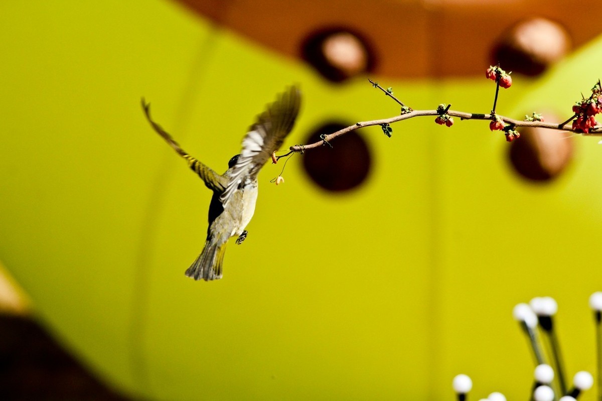 春游偶得——公园打鸟