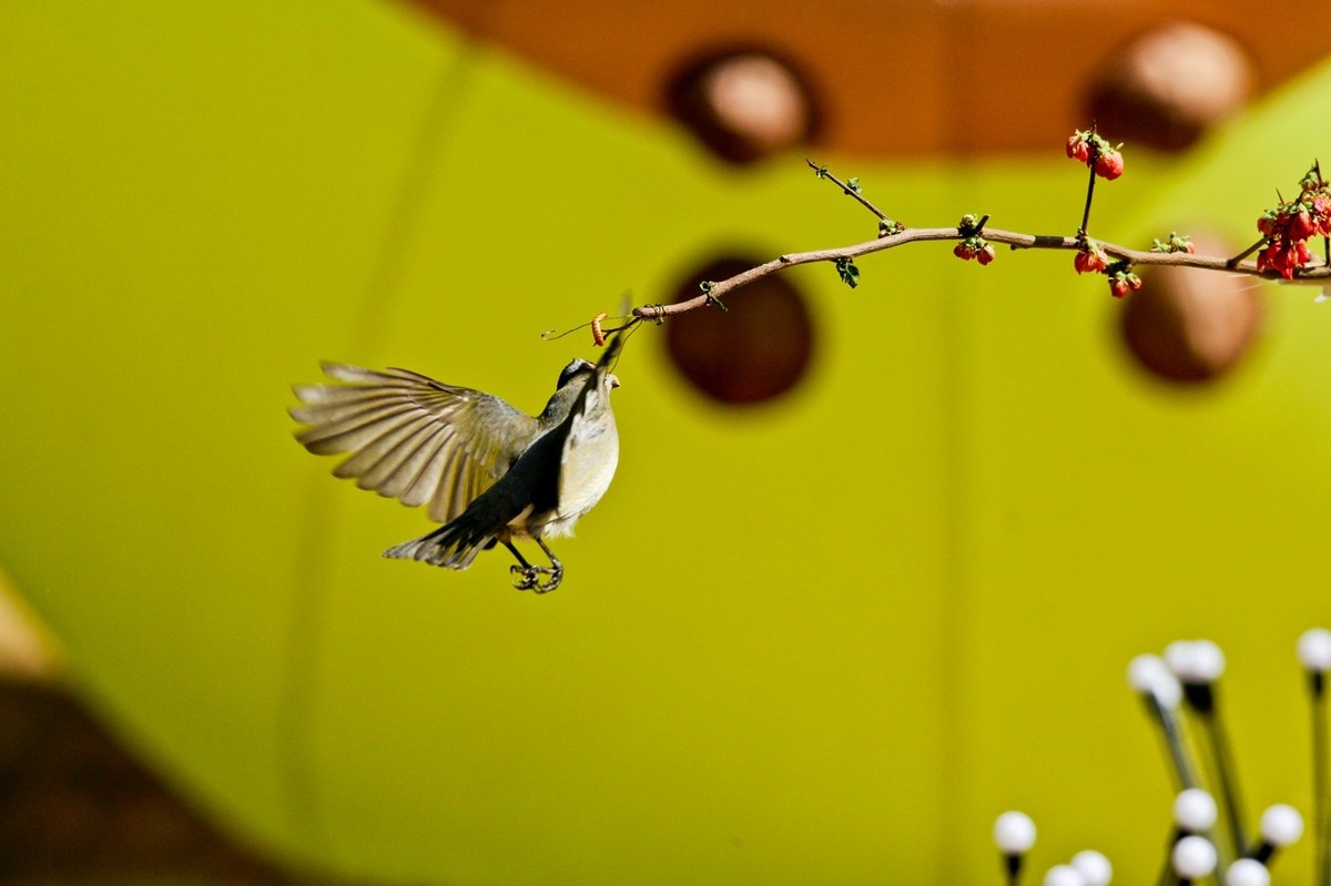 春游偶得——公园打鸟