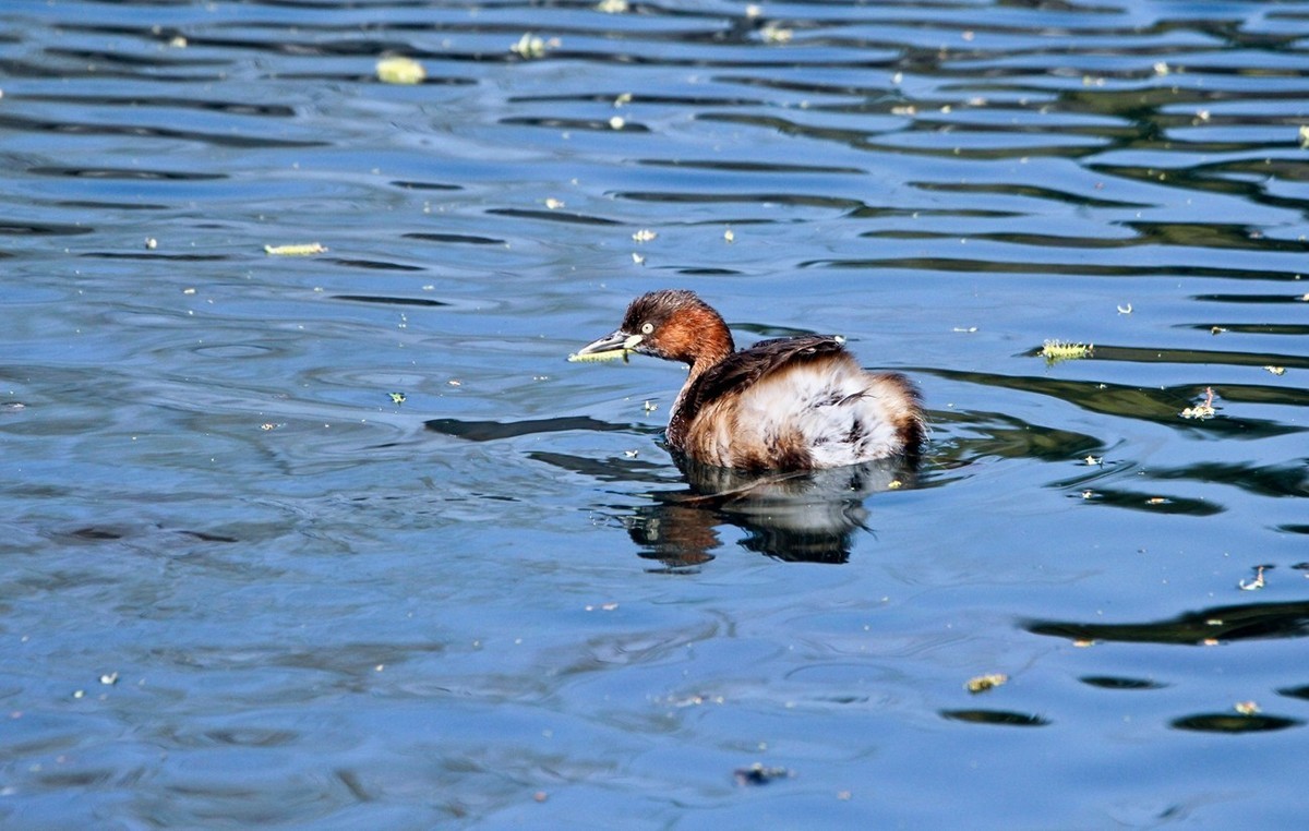 春游偶得——公园打鸟
