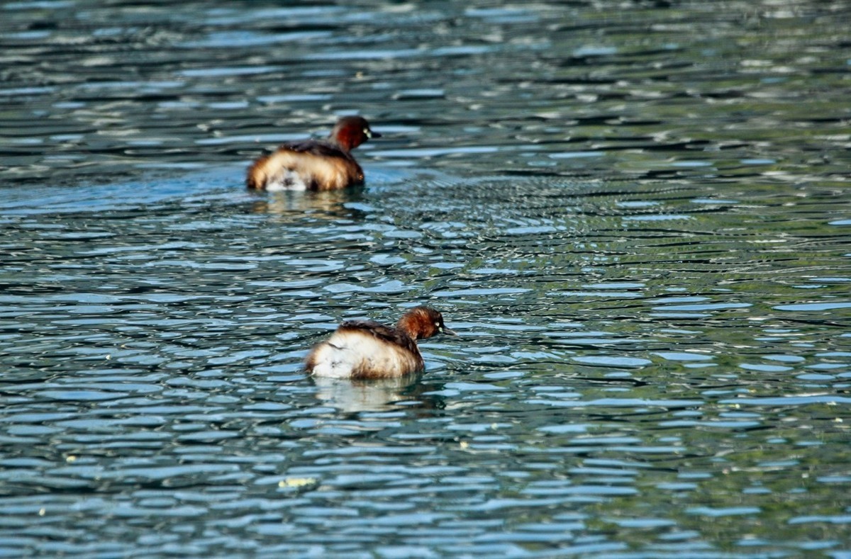 春游偶得——公园打鸟