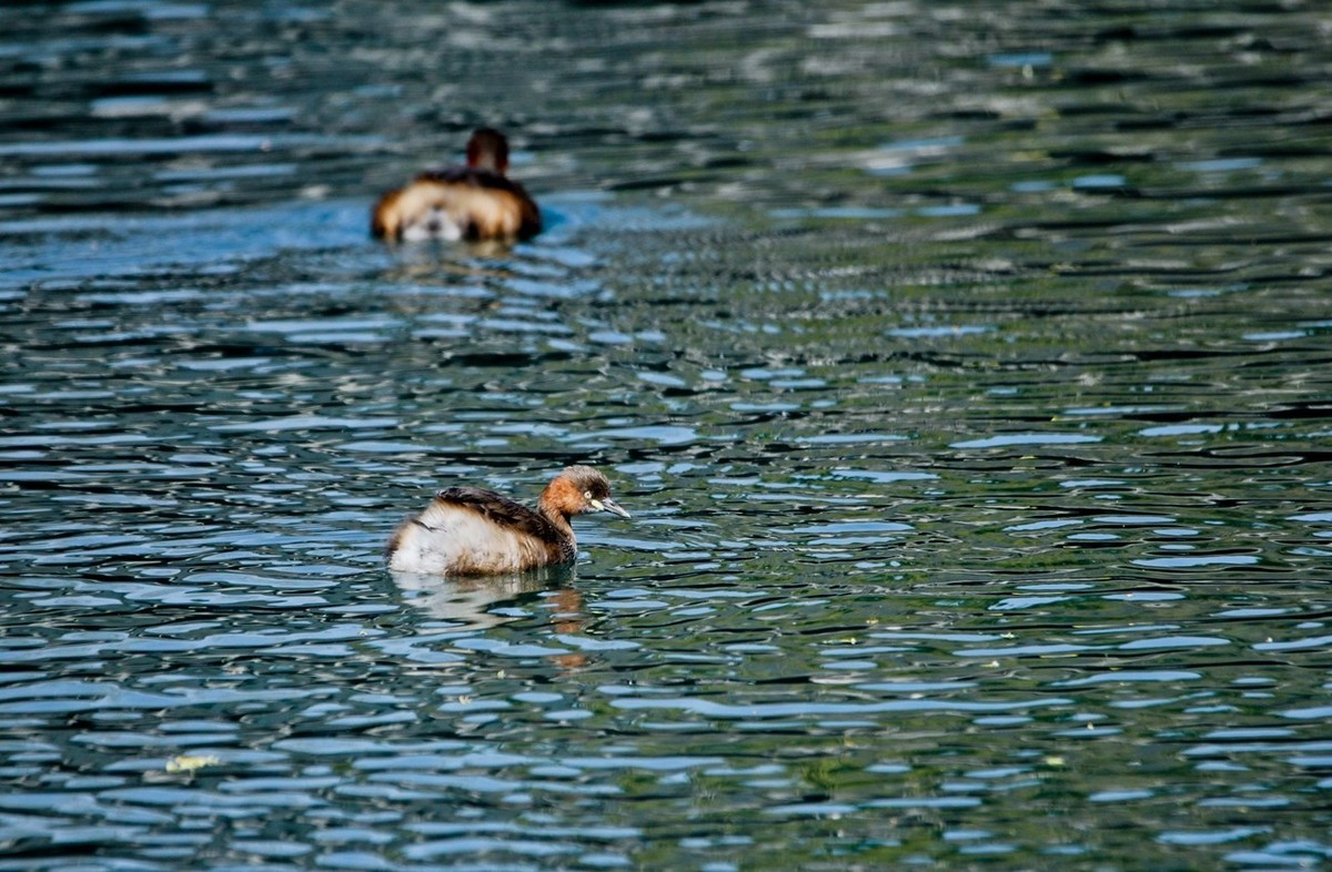 春游偶得——公园打鸟