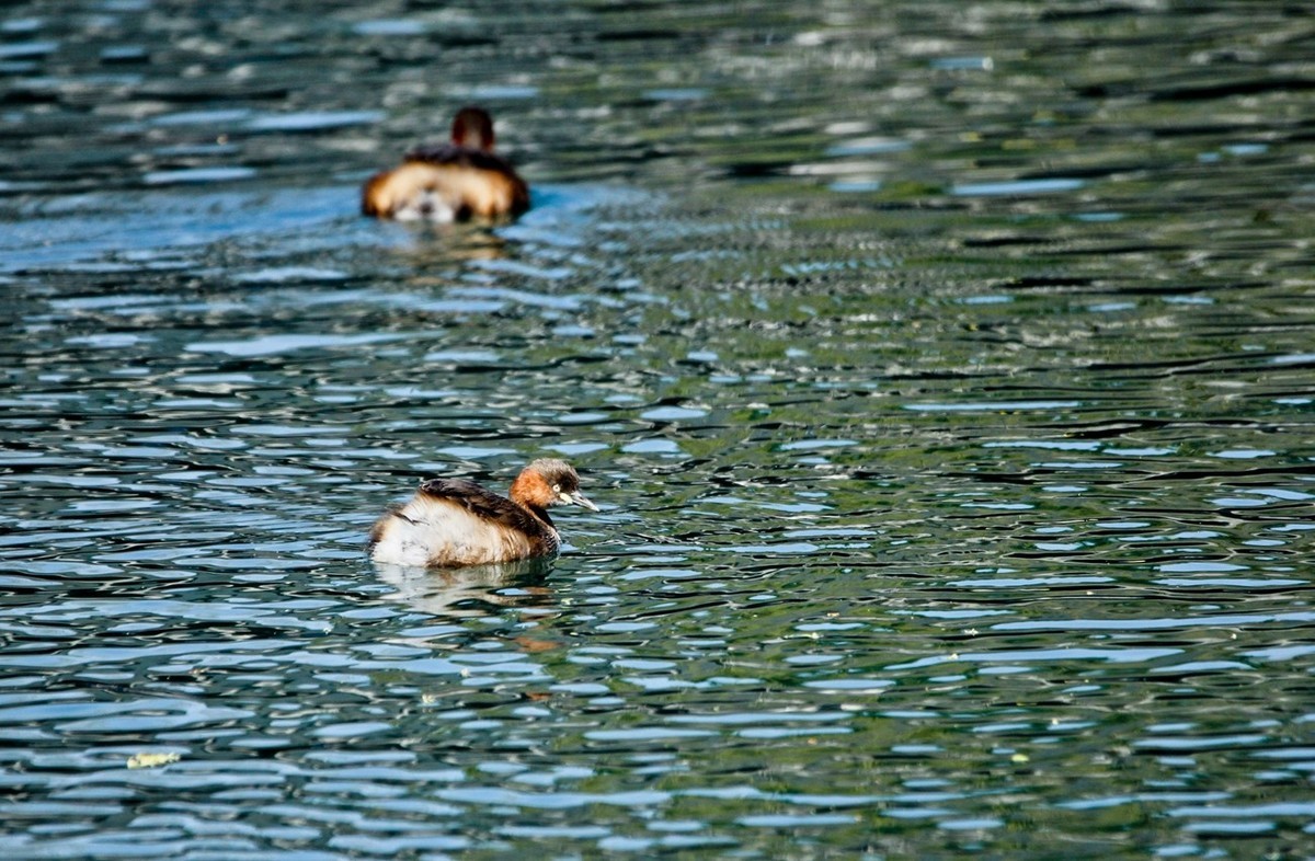 春游偶得——公园打鸟