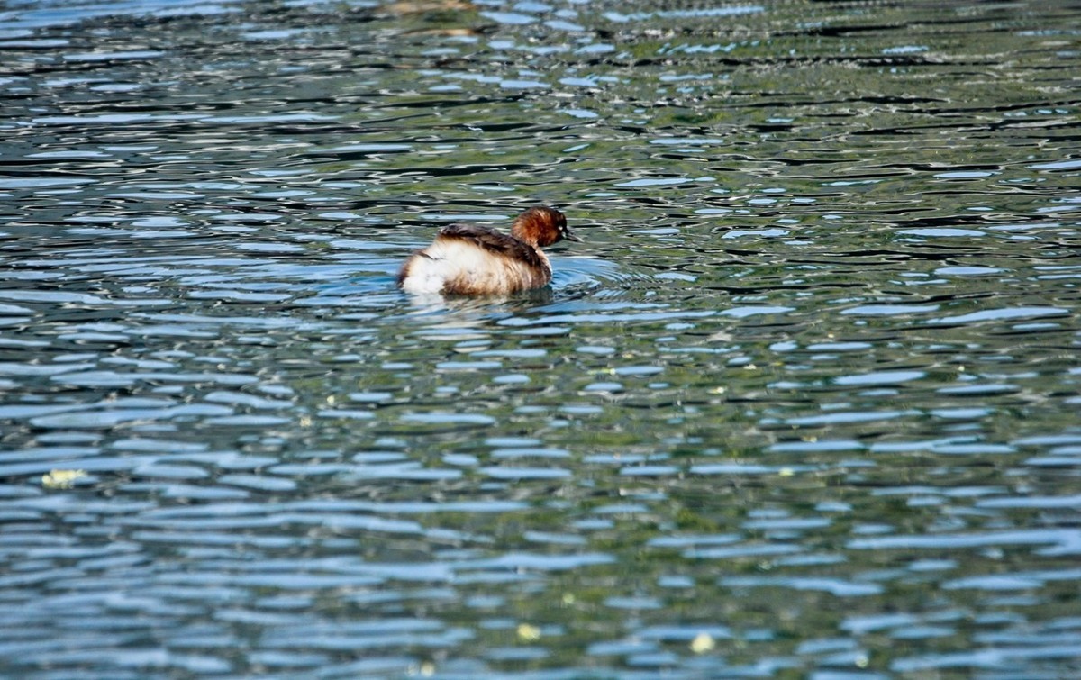 春游偶得——公园打鸟