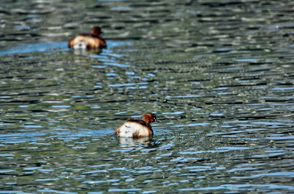 春游偶得——公园打鸟