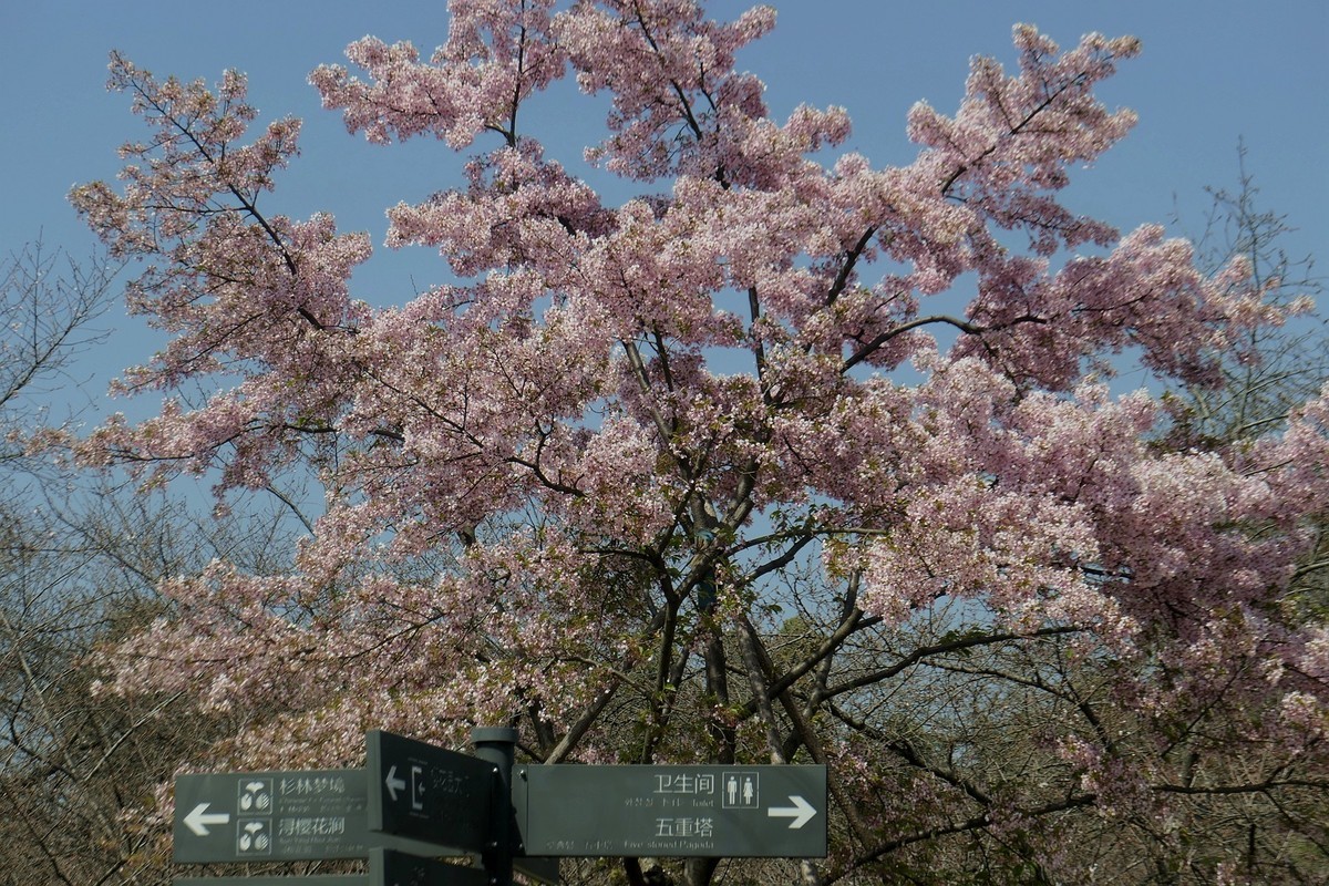 东湖樱花园三