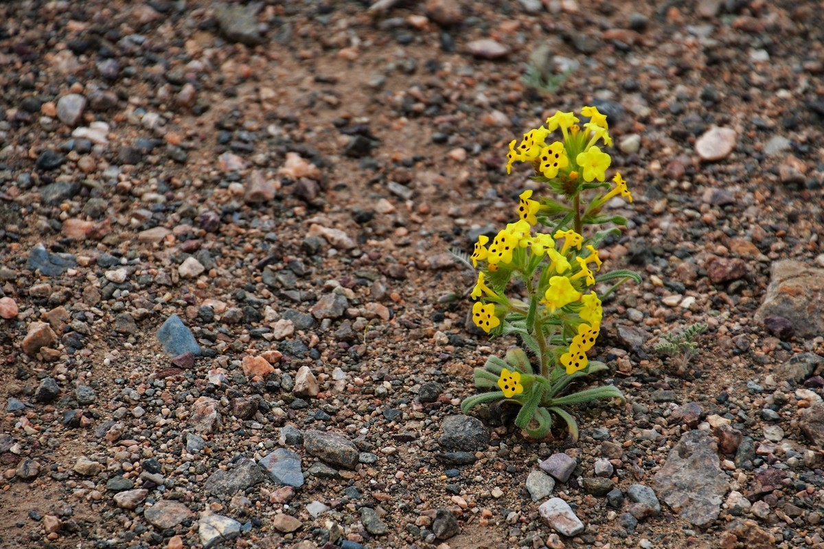 二次穿越狼山之狮子山（上）