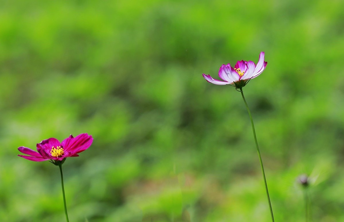 波斯菊(2)