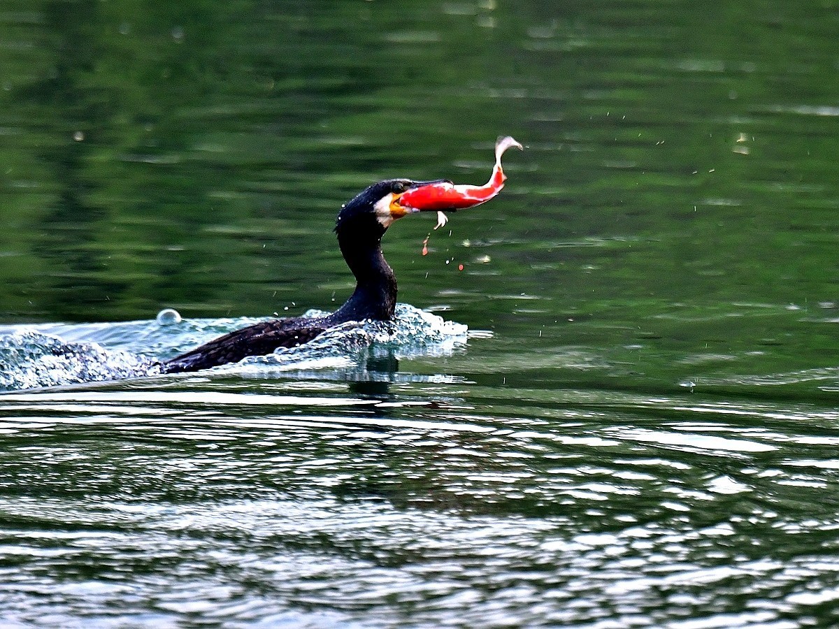 【视觉光影】明 湖 鸬 鹚 （24）