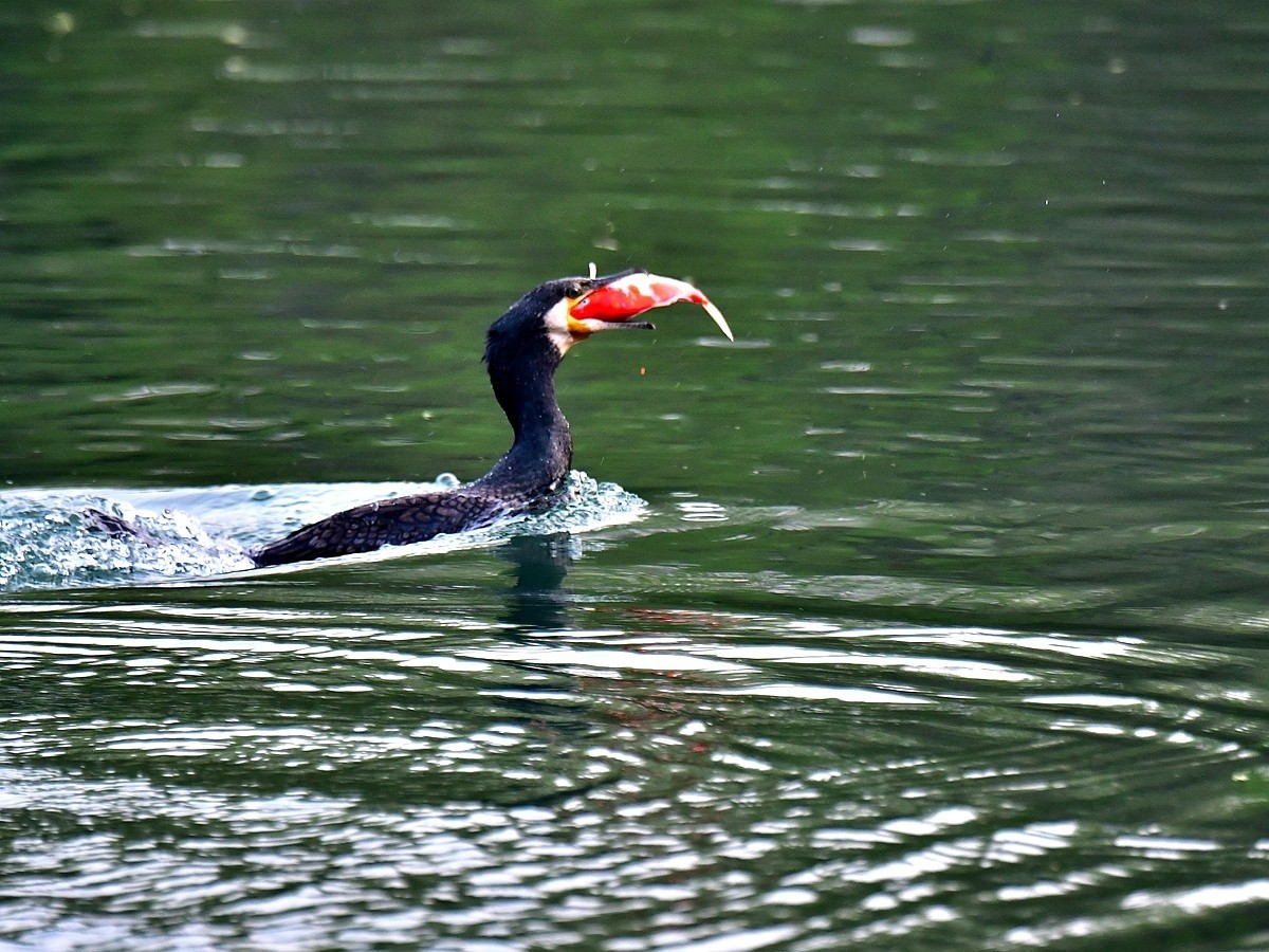 【视觉光影】明 湖 鸬 鹚 （24）