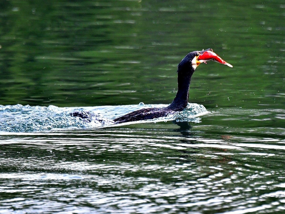 【视觉光影】明 湖 鸬 鹚 （24）