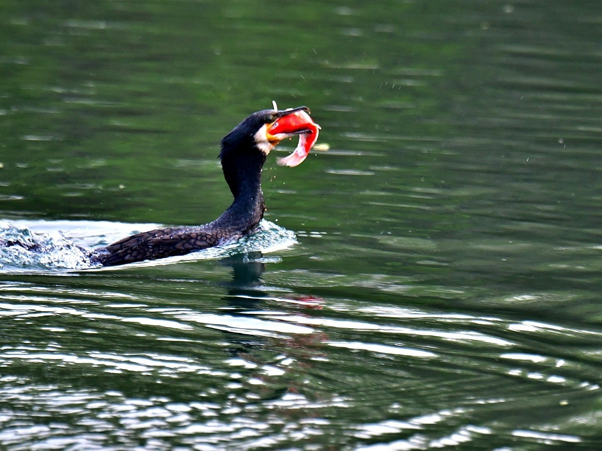【视觉光影】明 湖 鸬 鹚 （24）