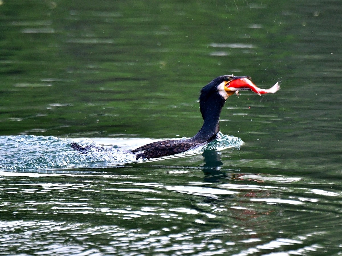 【视觉光影】明 湖 鸬 鹚 （24）