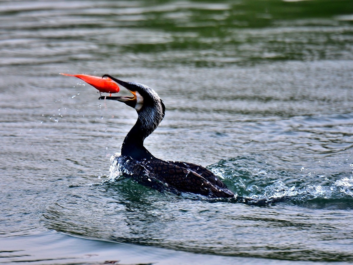 【视觉光影】明 湖 鸬 鹚 （24）