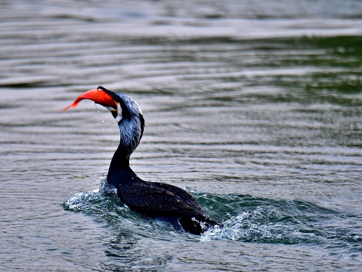 【视觉光影】明 湖 鸬 鹚 （24）